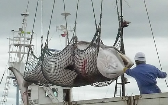 Animal rights advocates condemn Norway‘s whale hunt