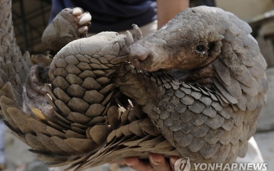 미신·탐욕에 사라져가는 희귀동물…보르네오섬 천산갑 멸종위기