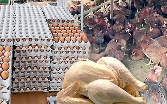 Govt. to release its egg, poultry stock to help stabilize prices