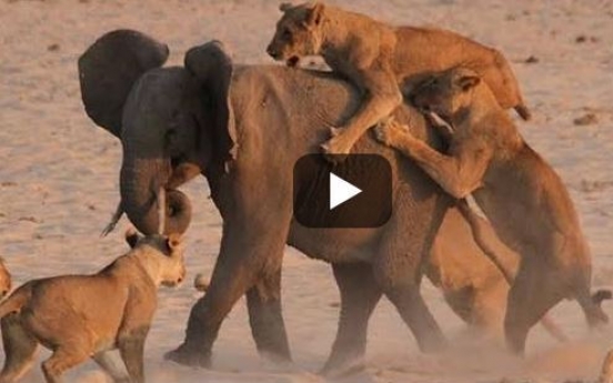 (영상) 사자 14:1 코끼리