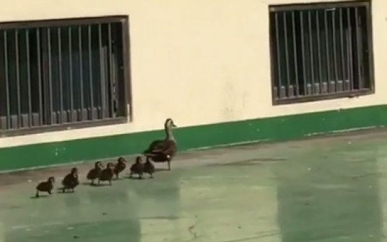 Ducklings trapped in building reunited with mother