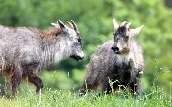 [Eye Plus] Bringing back endangered gorals