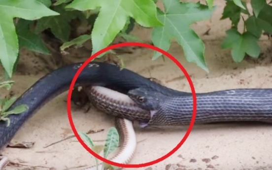 (영상) 뱀 토해내는 뱀...‘차마 아우는 못 먹겠어’