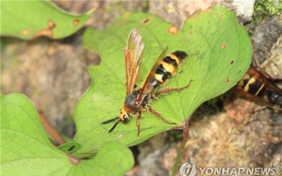 예비군 훈련 중 단체로 벌 쏘여…병원 이송