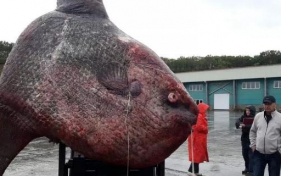 거대생선 낚아 저울 달아보니 1200kg