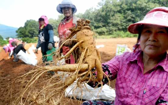 [Eye Plus] Harvest season comes for ginseng