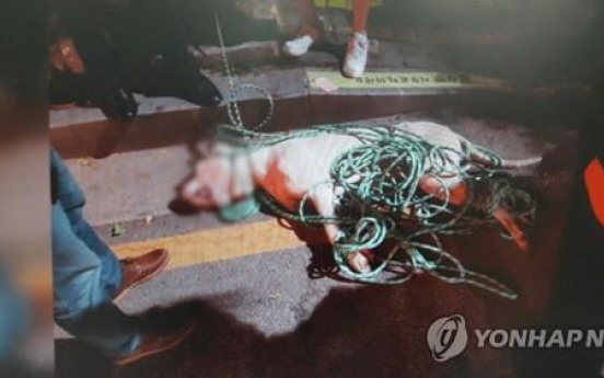 맹견 핏불테리어에 물려 다리절단까지…개 주인 법정구속