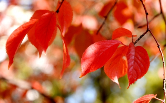 [Eye Plus] A feast of colors -- autumn in Seoul