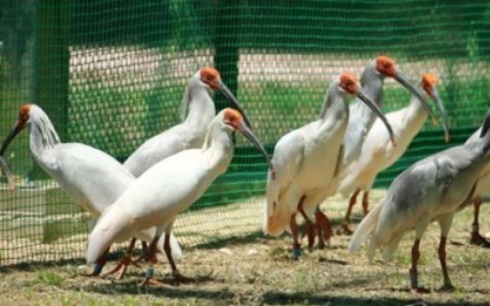 Bird flu poses no major risk in effort to reintroduce crested ibises to wild