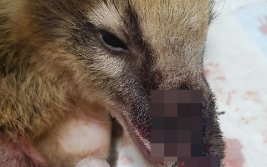 Animal cafe accused of negligence after fox kills coati