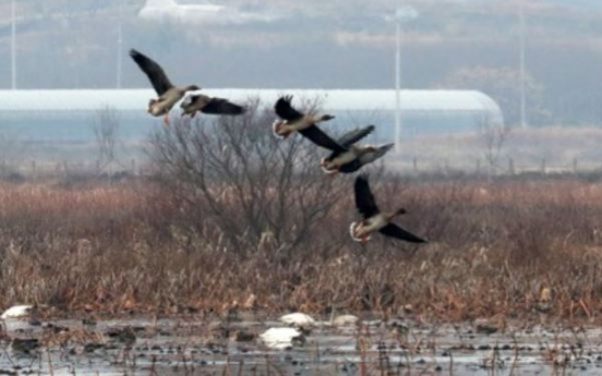 Case of bird flu detected at Korean duck farm