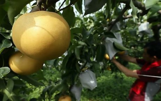 Canada eases quarantine standards for S. Korean pears