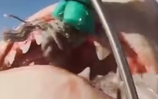 (영상) 상어의 ‘치밀한’ 공격, 그리고 실수