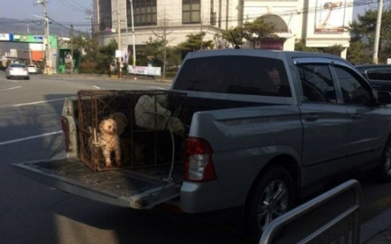 Vet caught handing off stray dogs for dog meat