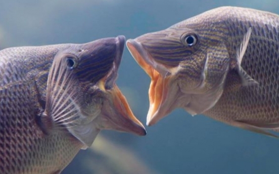 (사진) 사람 방불케 하는 로맨틱 물고기 ‘뻐끔’