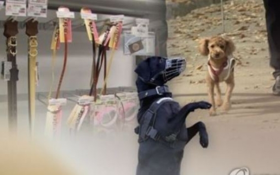 Korea set to implement tougher dog leash law