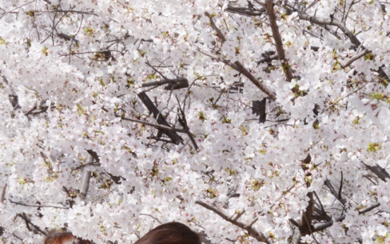 [Eye Plus] ‘Pink clouds’ of blooming cherry blossoms