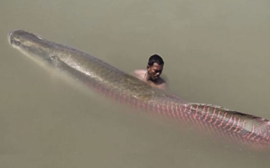 (영상) 아마존강 괴물, 길이 2.5M, 무게는 200KG