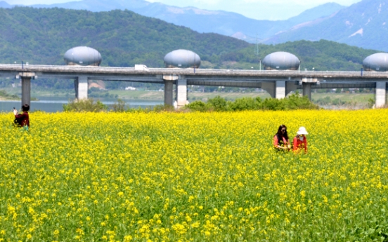 [Photo News] A carpet of canola blossoms