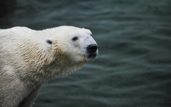 Only remaining polar bear in S. Korea to move to British wildlife park