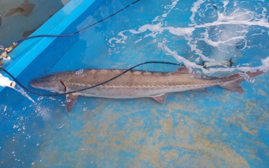 Wild sturgeon weighing 55 kg caught in Taean