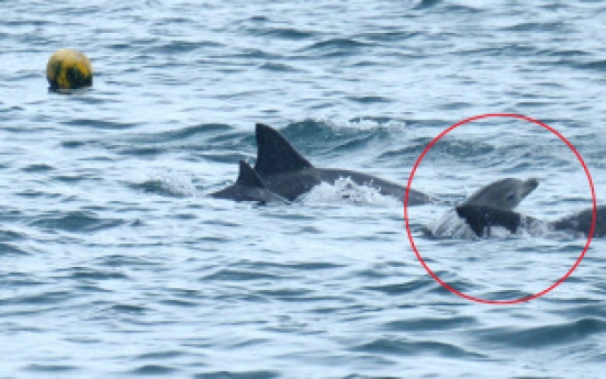 Released dolphin confirmed to have given birth in wild