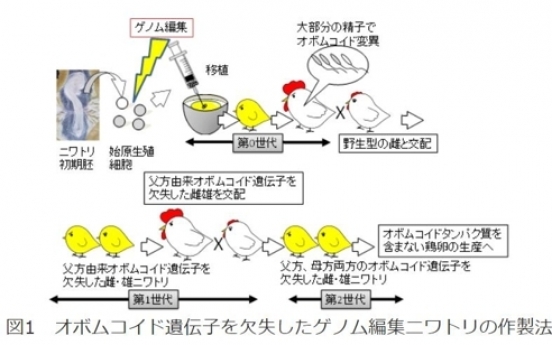 게놈편집으로 1개 30억짜리 '알' 낳는 닭 만들었다
