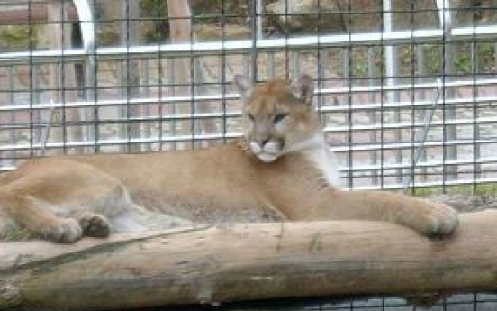 Puma caught after fleeing zoo in Daejeon