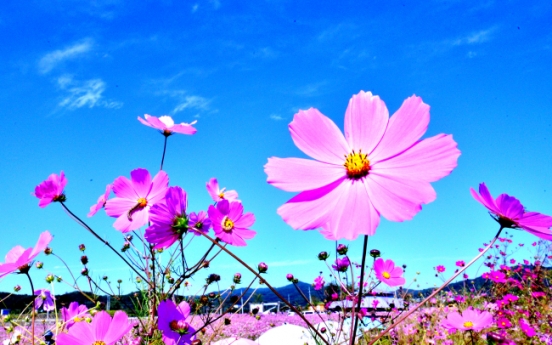 [Eye Plus] Autumn in full bloom