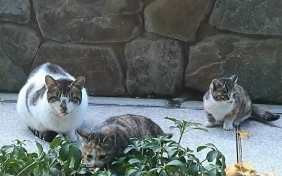 6 feral cats found dead at Busan apartment complex; poisoning suspected