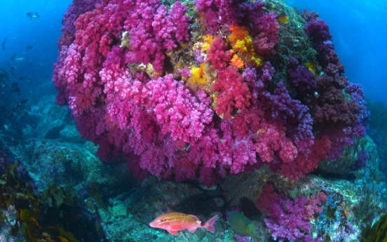 [Photo News] Jeju Munseom named ‘most beautiful underwater district’