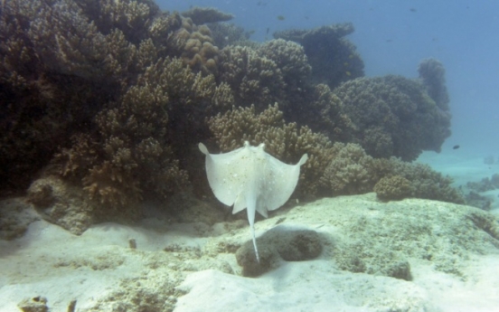 Swimmer killed by stingray, two mauled by sharks in Australia