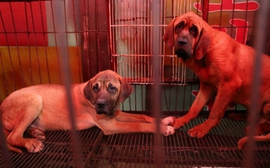 Poll shows Koreans evenly divided over legal ban on dog slaughter