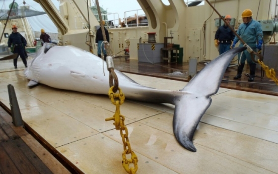 Japan considers leaving IWC to resume commercial whale hunts