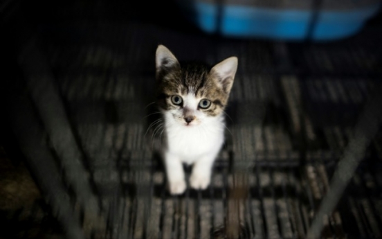 Britain bans puppy and kitten sales by pet shops