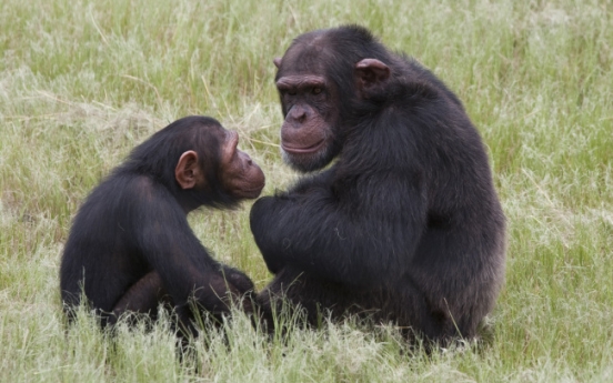 Chimps use branch to make ladder, escape Belfast Zoo