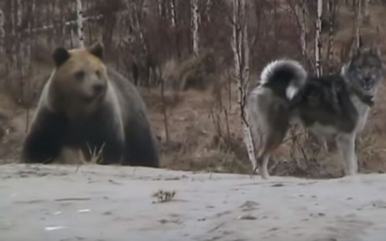 (영상) 거대 곰 vs 주인 보호하는 개 ‘목숨 건 대치’