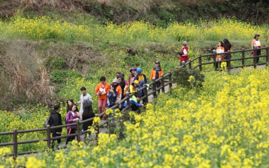 Seogwipo to hold annual canola walking festival