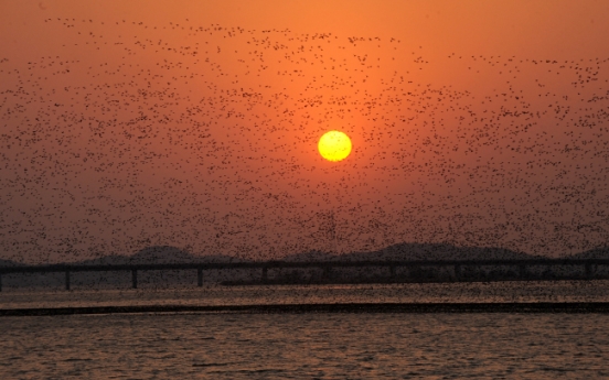 [Eye Plus] Migratory birds say adieu to S. Korea as spring arrives