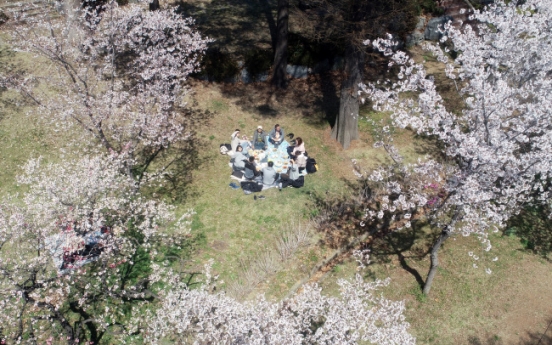 Bus hours extended for Cherry Blossom Festival