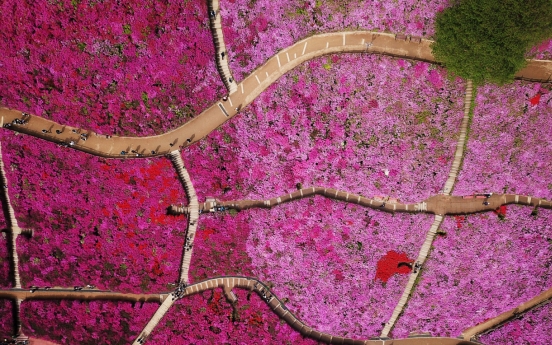 [Photo News] A sea of pink