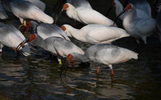 [Newsmaker] Crested ibises return to wild in S. Korea 40 years after going extinct