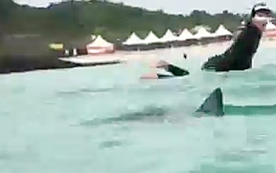 Jeju shark warning closes Hamdeok Beach