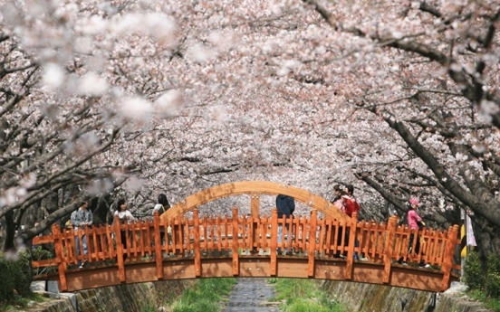 Changwon bars access to cherry blossom sites amid coronavirus concerns
