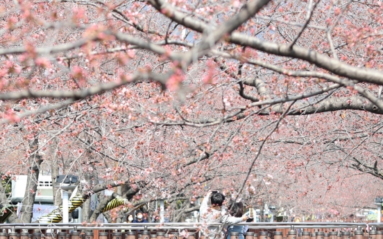 [Newsmaker] Spring flower festivals say ‘No’ to visitors