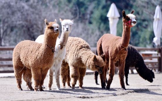 [Eye Plus] Befriend fluffy alpacas in Gangwon Province