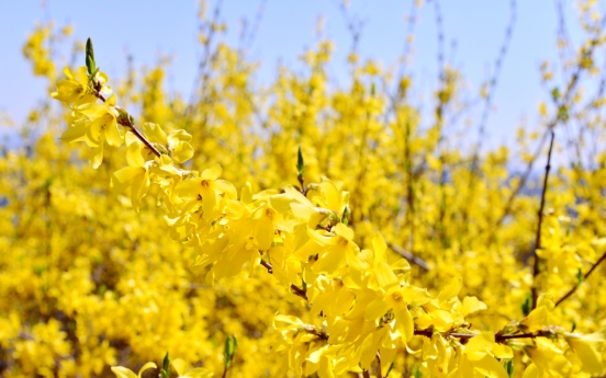 [Eye Plus] Let’s enjoy yellow forsythia blossoms from afar