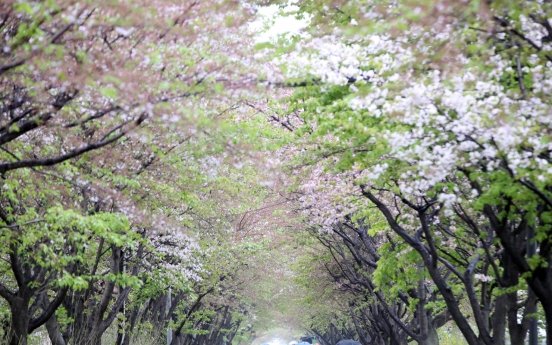 [Photo News] Cherry blossom ending