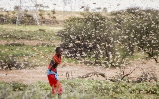 S. Korea to provide $4m in aid to 14 countries hit by locust swarms