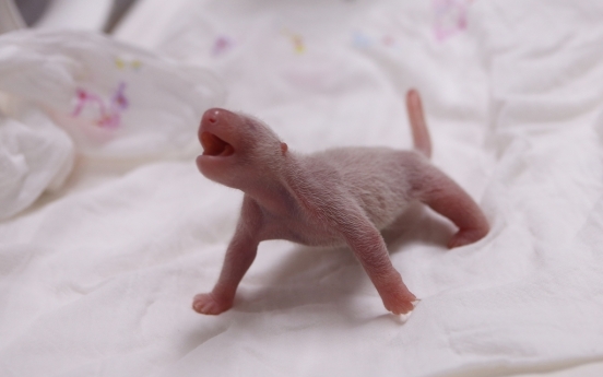 Korea’s first panda cub born at Everland